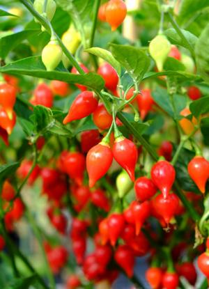 Biquinho chilli pepper