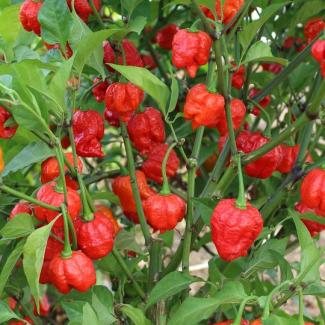 Chilli pepper Armageddon seeds