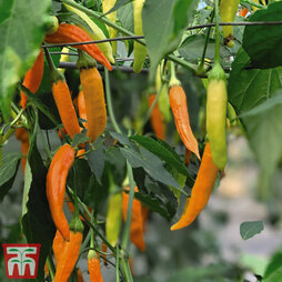 Havana Gold chilli seeds