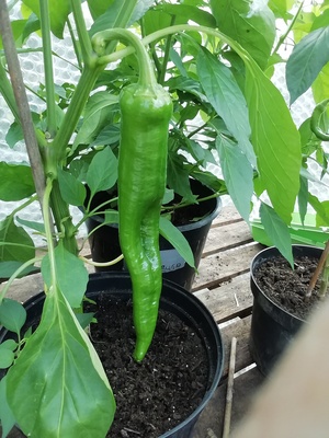 10 inch long Black Knight fruit