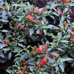 Demon Red chilli seeds Demon Red chilli seeds