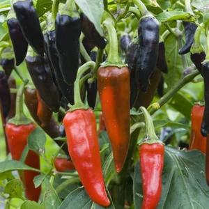 Chilli pepper gusto