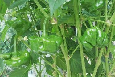 Unripe Mushroom Red