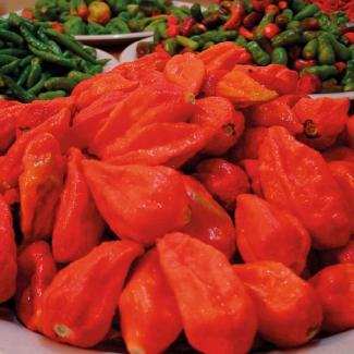 Hot chilli Naga Jolokia