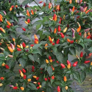 Numex Twilight chilli seeds